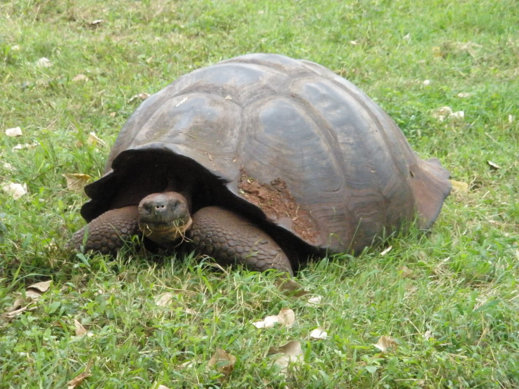 Explore Ecuador & Galapagos Islands: GL Tours | GL Tours