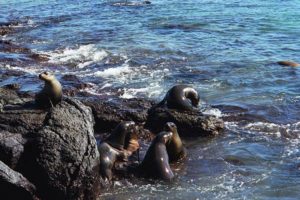 Seals at the Galapagos Islands.