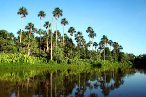 Pantanal in Brazil.