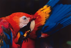 A scarlett macaw in Peru.